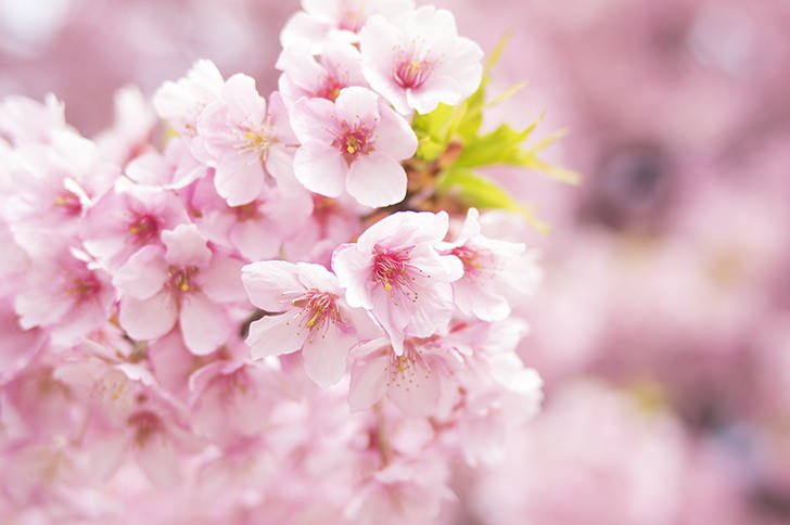 桜の季節